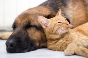 Cat and dog resting together